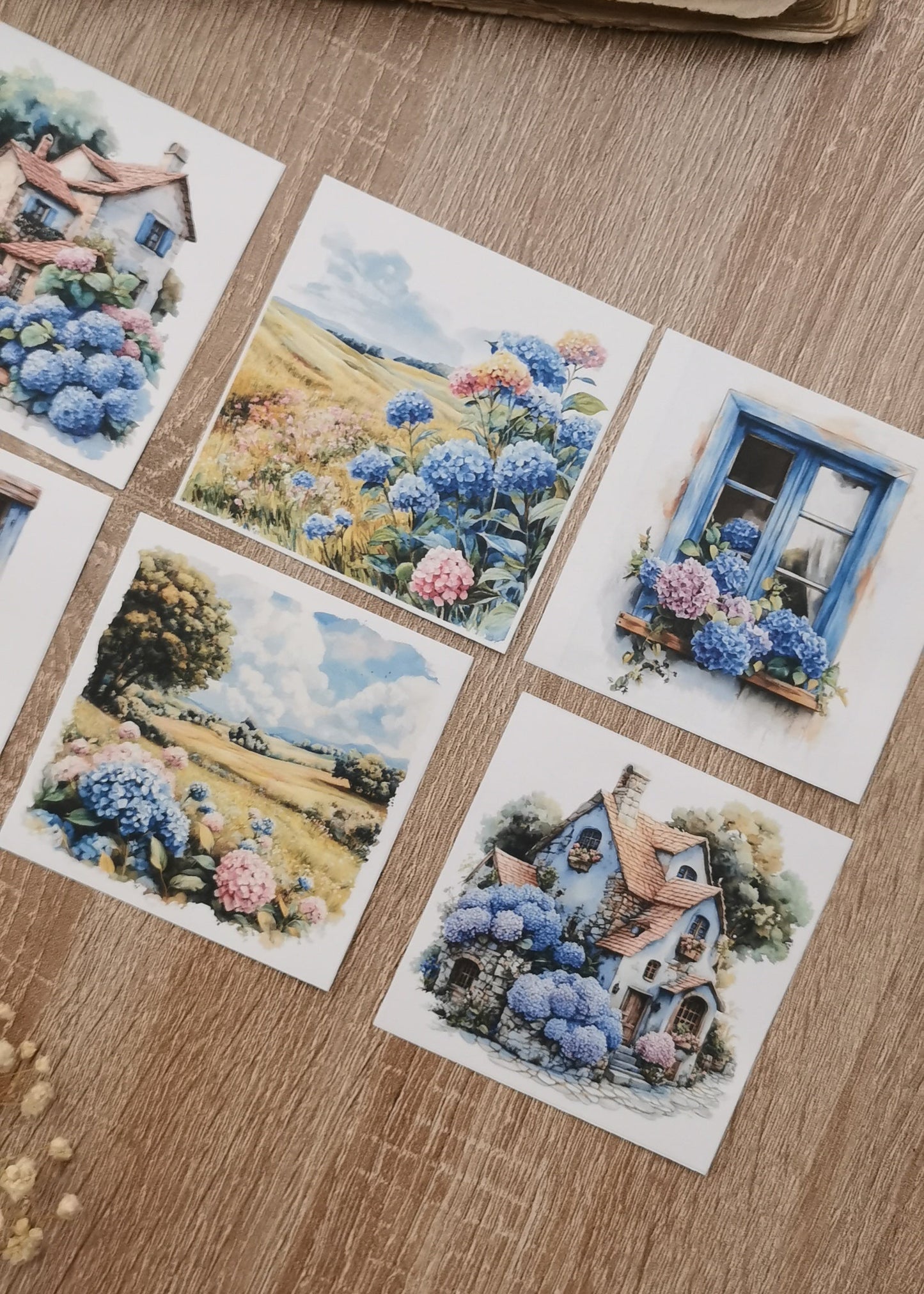 Hydrangea Blues